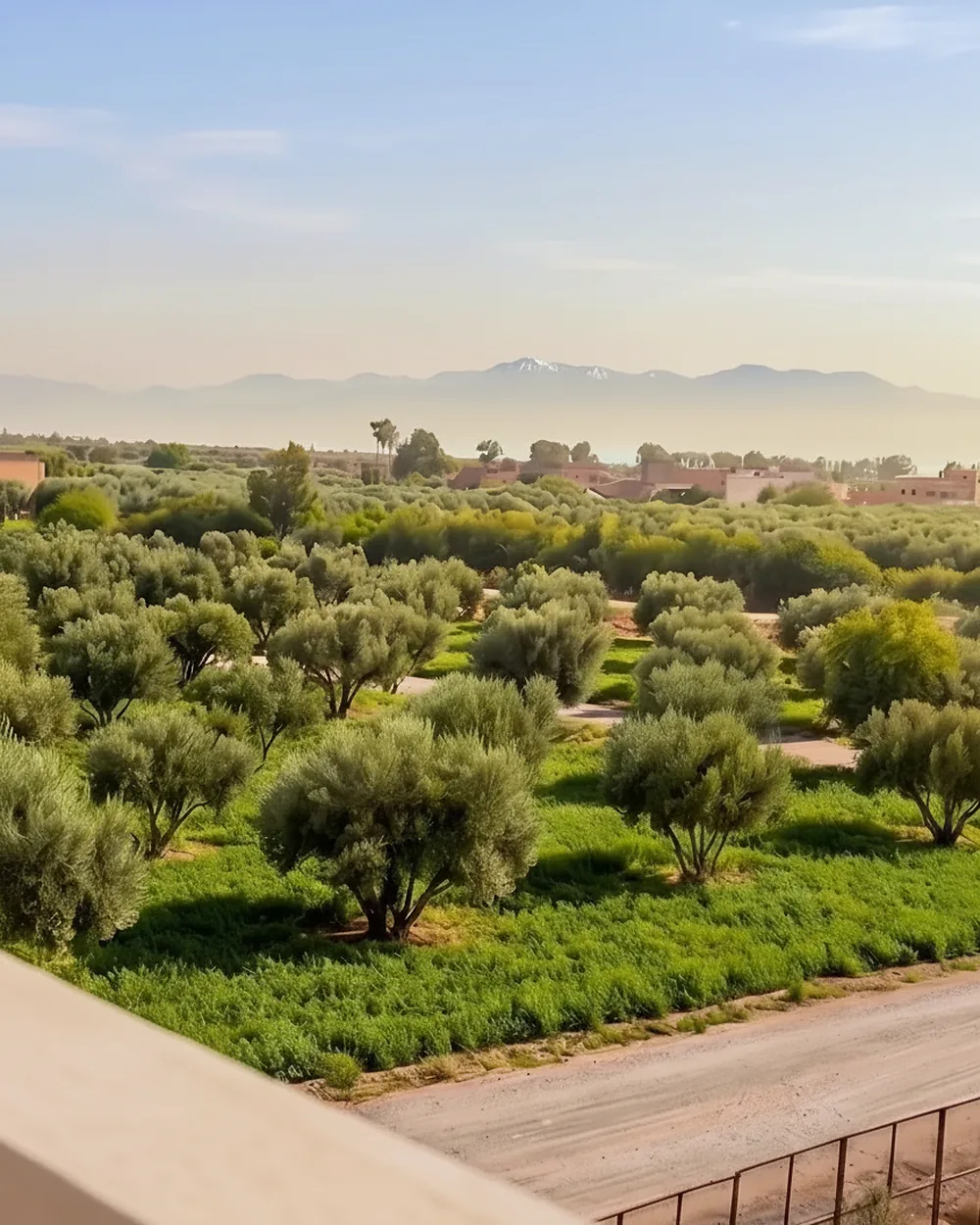Vue dégagée sur les oliveraies et la chaîne de l’Atlas enneigée depuis la résidence Jnane Oum El Ghite, aux portes de Marrakech